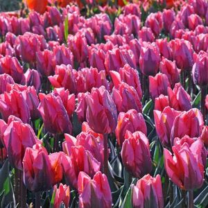 TULIPE PRETTY PRINCES